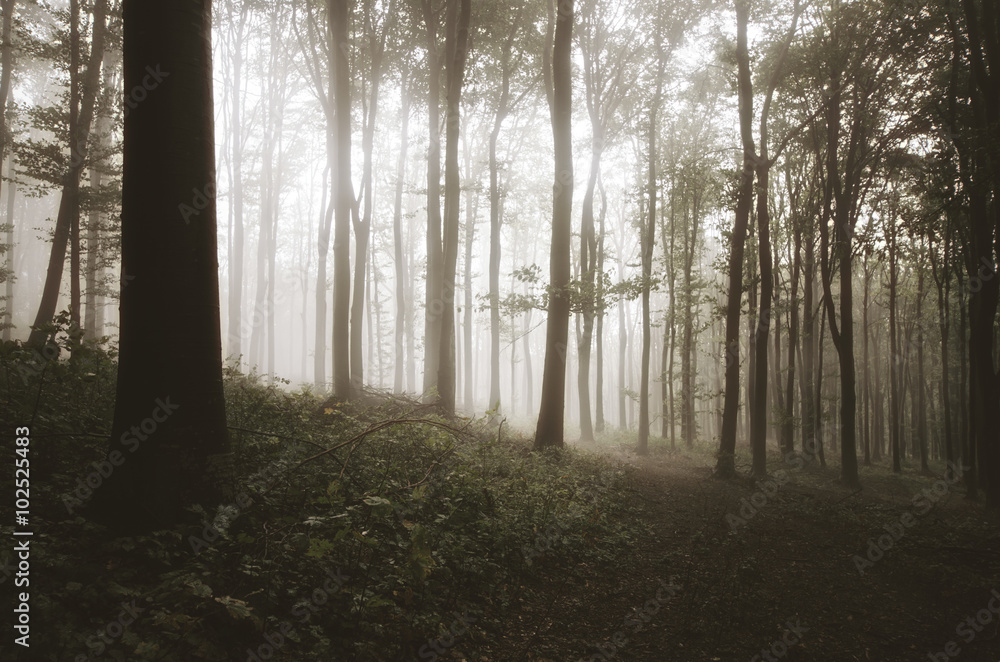 misty forest in morning light