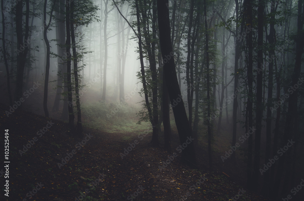 Naklejka premium path in dark forest