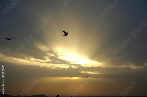 Sunset. A lone seagull takes advantage of the last rays of sunlight