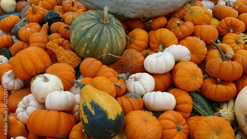 Bunch of pumpkins and gourds, full frame close up view