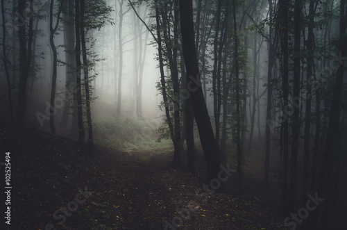 path in dark forest