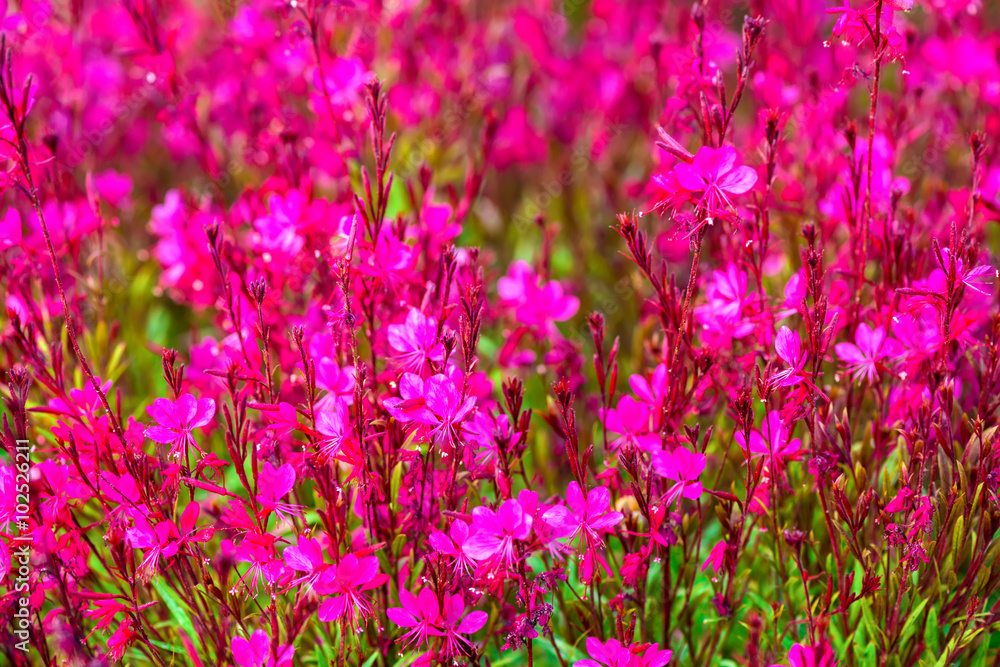 beautiful blooming red blur flowers background, closeup beautiful blooming red blur flowers background, closeup