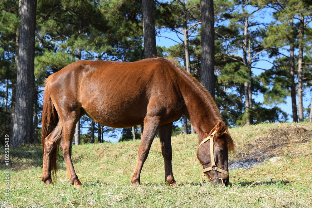 a brown horse is grazing grass on the hill of pine forest in Dalat, Vietnam