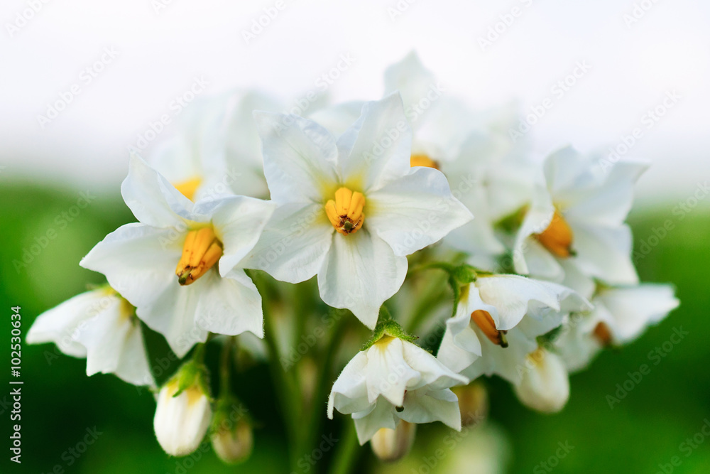 White potato flower. White potato flower.