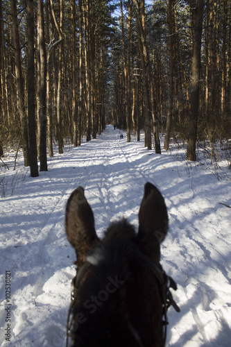 коричневая лошадь, трюкач, лошадиная стойка, на дыбы, рысца, пробежка, конный спорт, в лесу, русский лес, русская глубинка, заснеженный лес