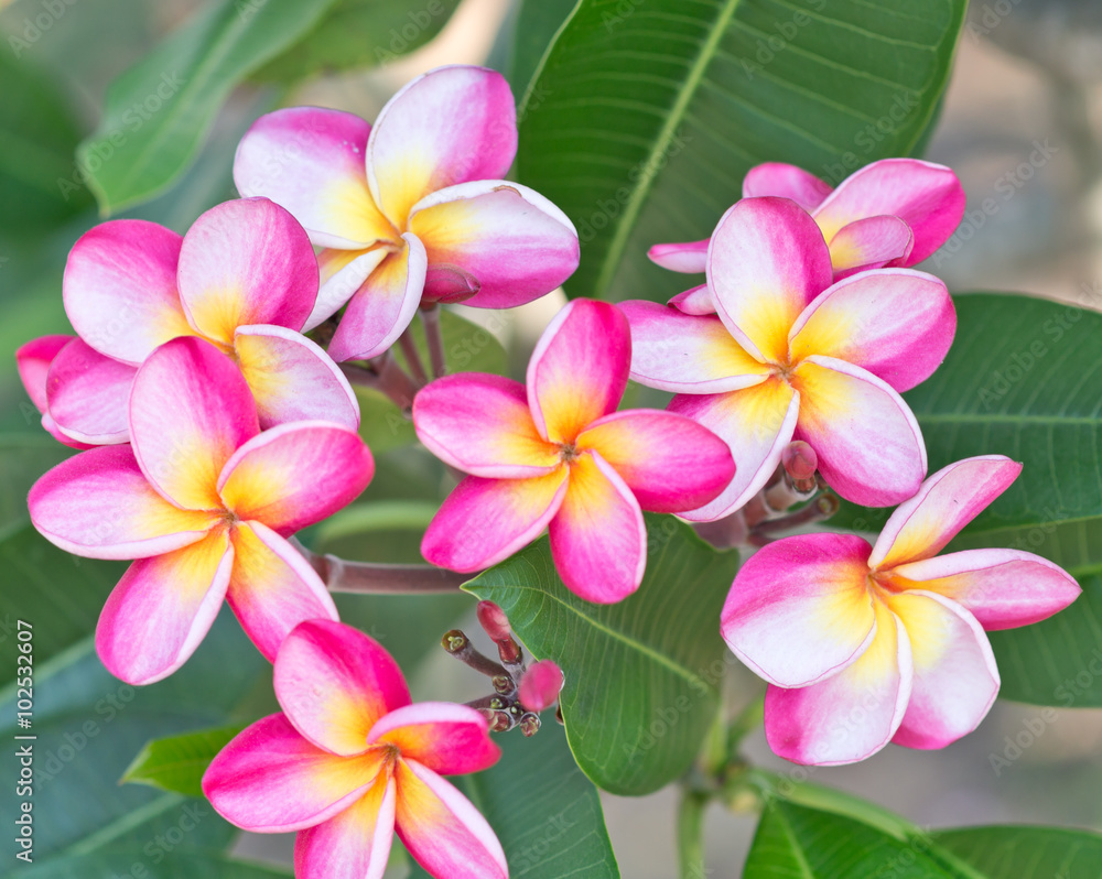 frangipani flowers frangipani flowers