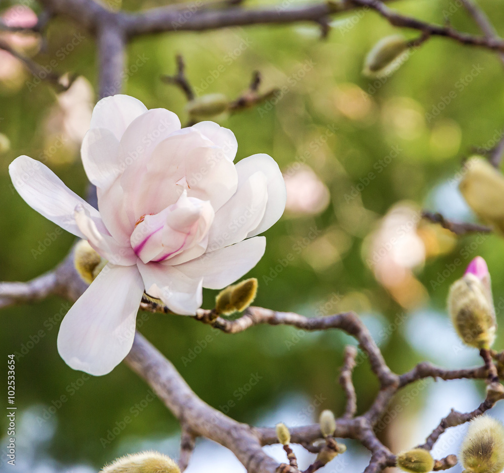 Obraz premium Magnolia pink flower