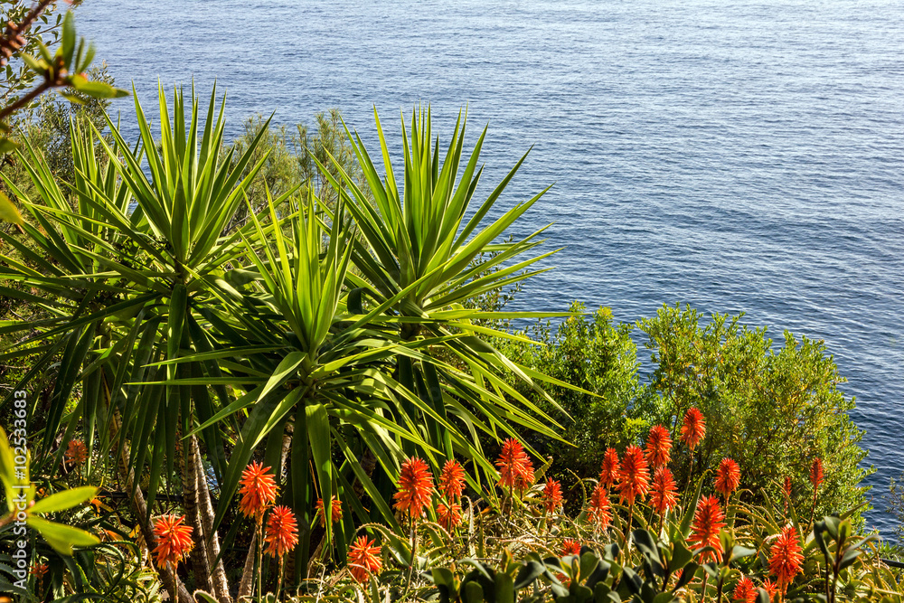 Seaside, aloe flowers, green plants