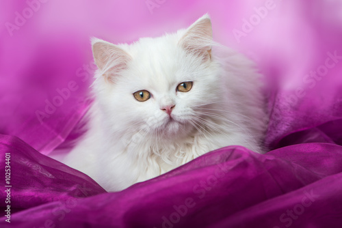 Fototapeta Naklejka Na Ścianę i Meble -  Weißes Kätzchen