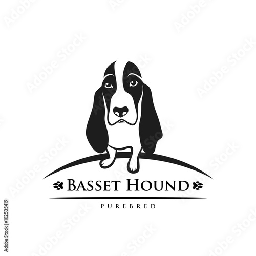 Basset hound
