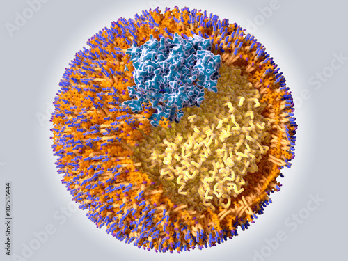 Struktur eines  Low density lipoprotein  LDL  -Partikels  Blau  Protein B100   Orange blau  Phospholipide  Orange  violett  Cholesterol  Gelb  Cholesterolester und Triglyceride