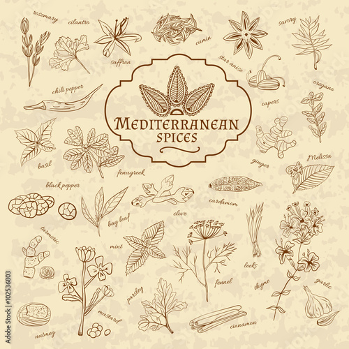 Set of spices cuisines the Mediterranean on old paper in vintage style. illustration
