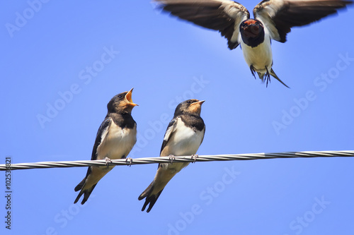 swallows Chicks fight on the wires waiting for mom