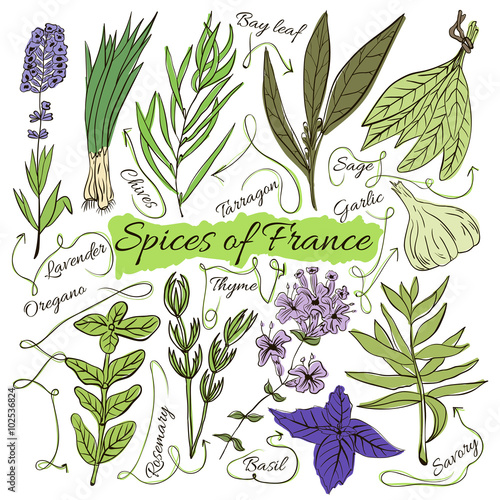 Colorful insulated set of local hand drawn herbs and spices dishes of the world on white background. The indicating arrows. Favourite France. Vector