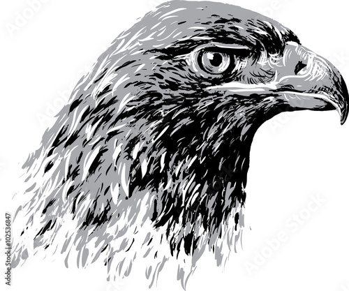 eagle head