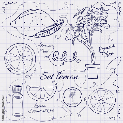 A large collection of stand-alone sketch lemons for design on a sheet of paper into the cage. illustration