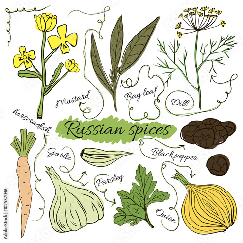 A large set of isolated colorful spices and herbs Russian cuisine for design on white background. illustration