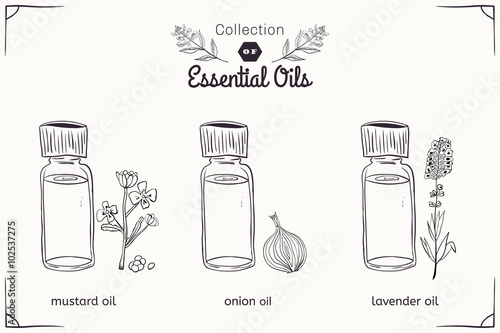 A set of essential oils in black and white style: mustard, onions, lavender.