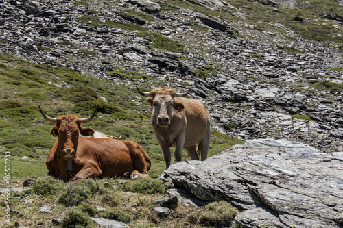 Vacas pastando en la sierra © Pepa Morente