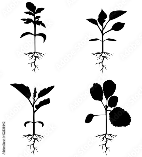 Set of silhouettes of sprouts