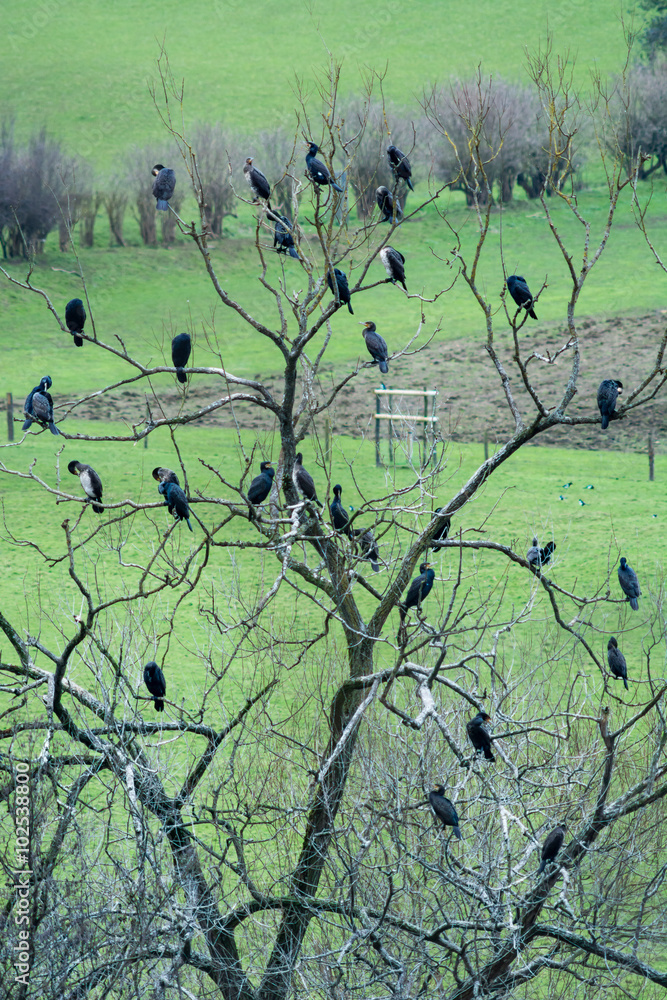 Obraz premium Cormorants (Phalacrocorax carbo) roosting in tree on farmland. A large number of seabirds in a tree inland in Somerset 