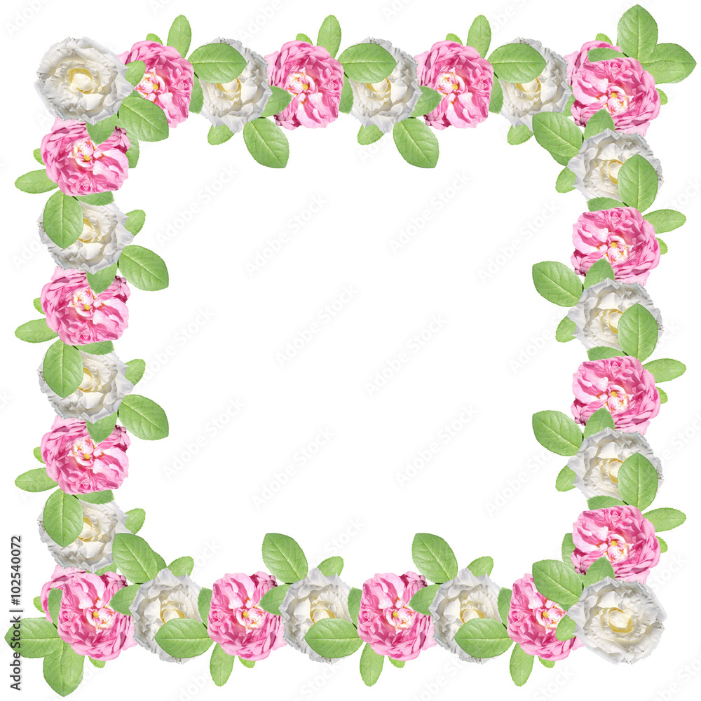 Pink and white roses on a white background. Isolated 