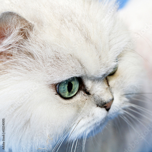 white cat muzzle closeup