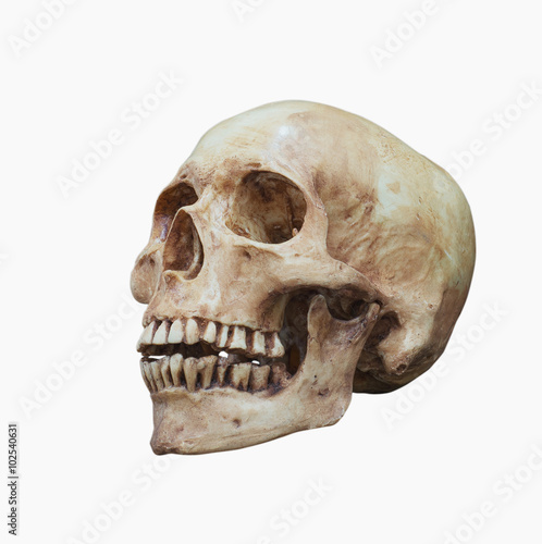 Side view of Human skull isolate,clipping path
