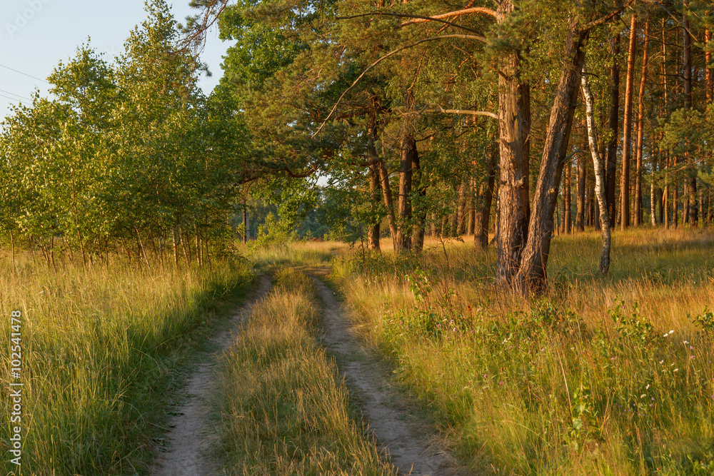 Fototapeta premium Summer landscape at the edge of a pine forest with dirt road in the evening sun