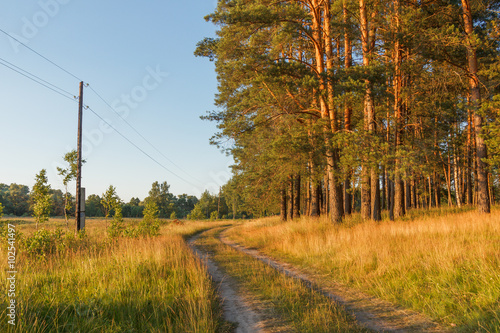 Summer landscape at the edge of a pine forest with dirt road in the evening sun