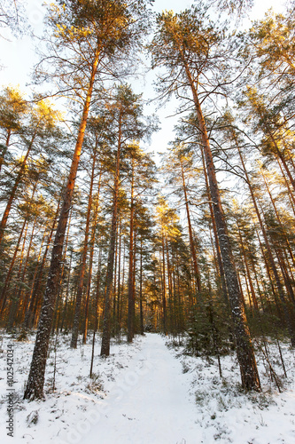 Winter landscape of piny wood in Karelia