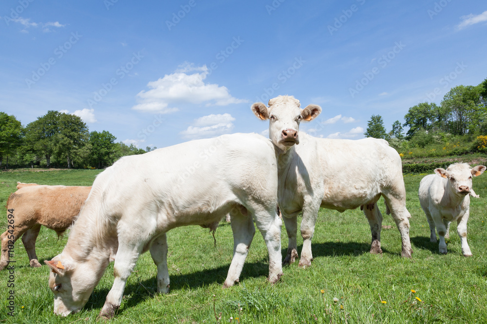 White Charolais beef cow or cattle with two calves grazing in a lush green spring pasture White Charolais beef cow or cattle with two calves grazing in a lush green spring pasture