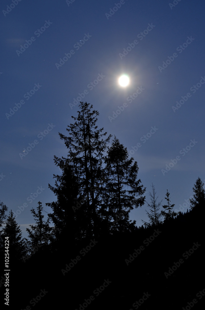 Fototapeta premium Full moon over the pine forest.
