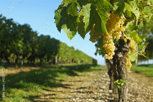 Vignoble charentais