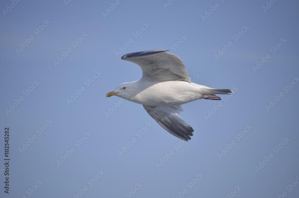 Seagull Seagull