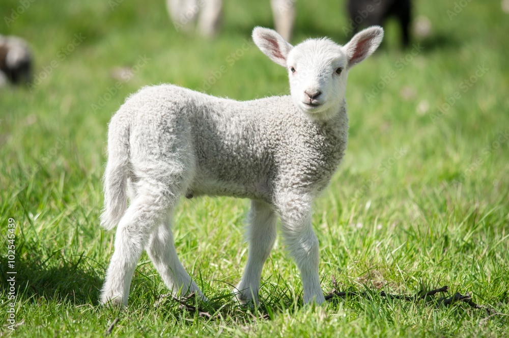Fototapeta premium Osterzeit - junges,weißes Lamm auf einer grünen Wiese