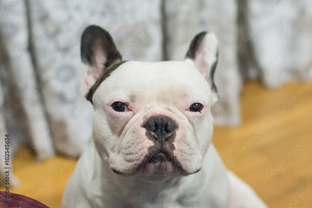 White french bulldog, Big head