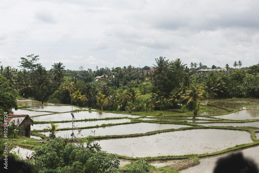 Rice tarrace in mountains. Bali. Indonesia Rice tarrace in mountains. Bali. Indonesia
