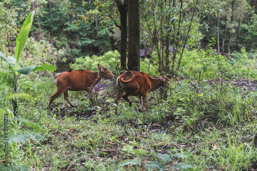Cute calfs cow on Bali © yuliasverdlova