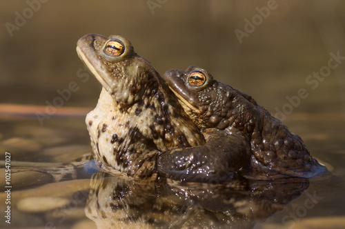 Zwei Erdkröten