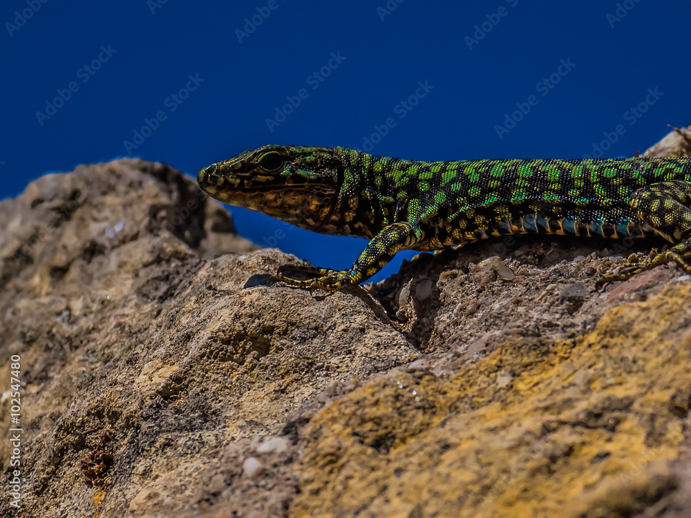 Naklejka premium Grüner Gecko