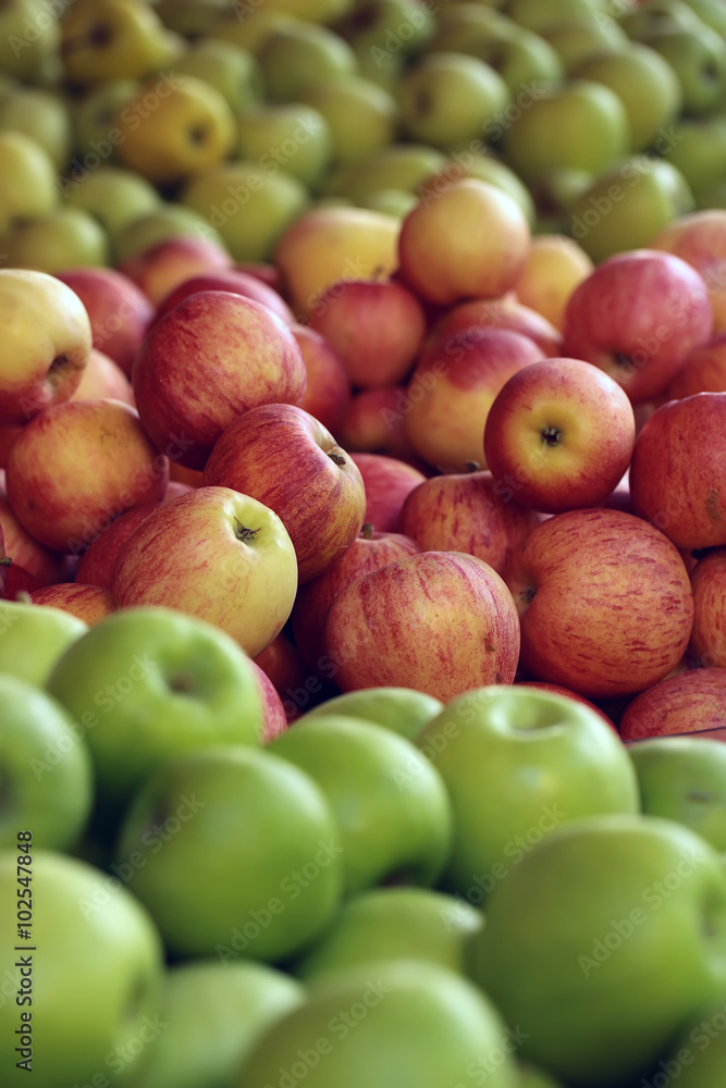 Fresh green red yellow apples Fresh green red yellow apples