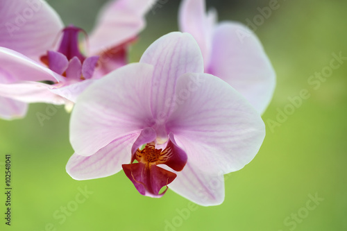 Closeup of orchid flower