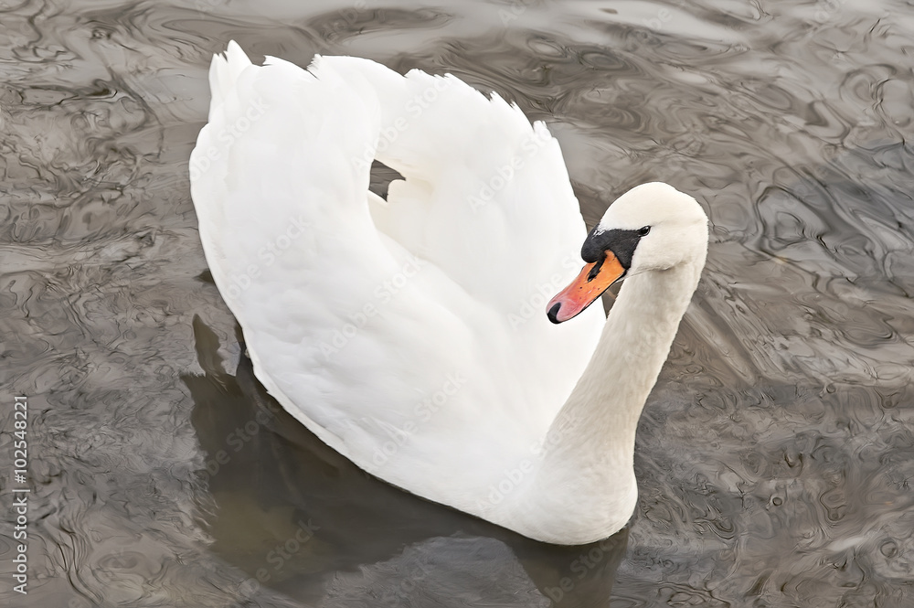 Obraz premium Beautiful white swan swimming in the lake