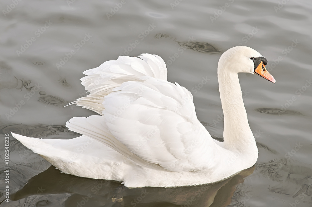 Obraz premium Beautiful white swan swimming in the lake