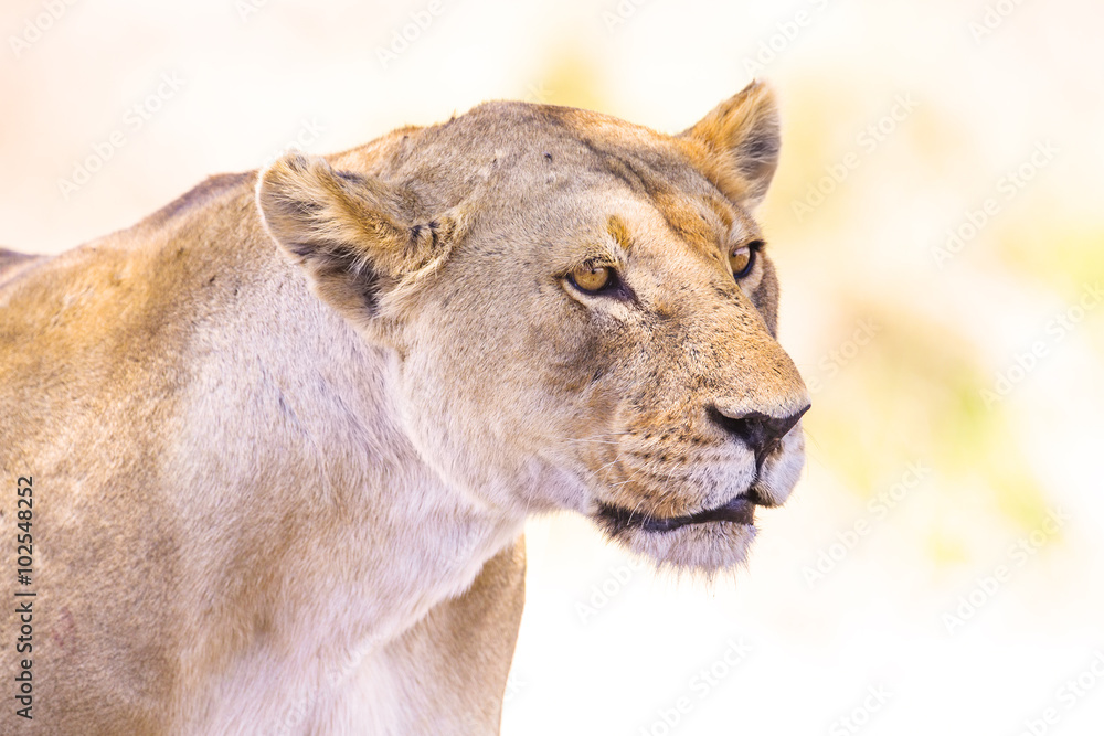 Close up of one large wild lioness in Africa Close up of one large wild lioness in Africa