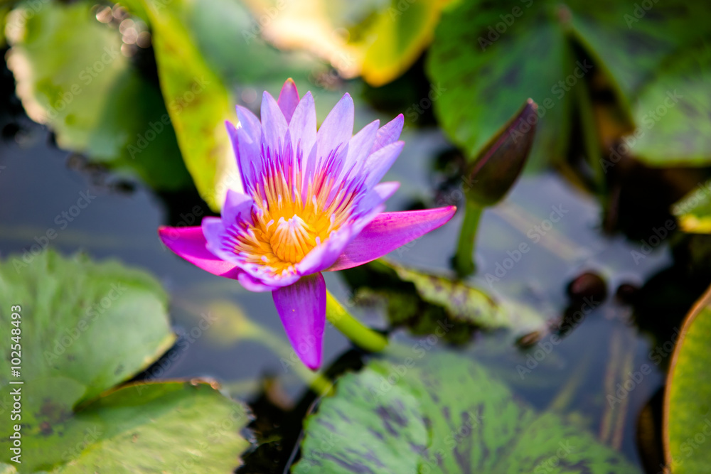 One blooming purple lily in a pond One blooming purple lily in a pond