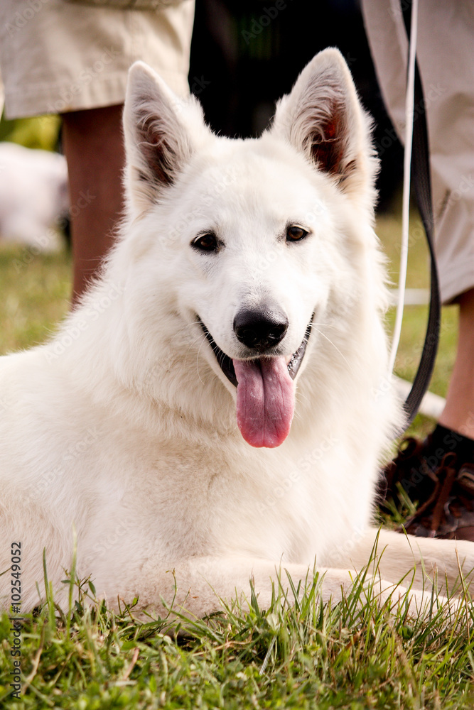 Portrait of white shepherd resting on the grass Portrait of white shepherd resting on the grass