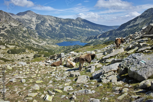 Panoramic view to Popovo Lake and herd of cows in Pirin mountain, Bulgaria