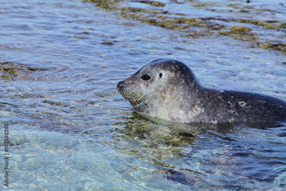 Fototapeta premium Atlantic Grey Seal on the San Diego The Children's Pool on Coast Boulevard in La Jolla